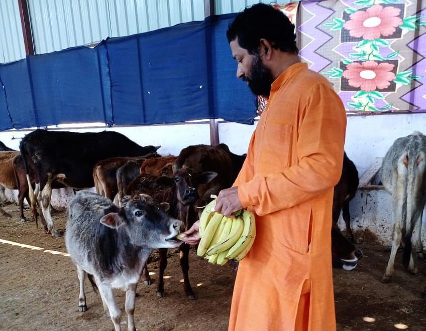 cow shelter in rishikesh