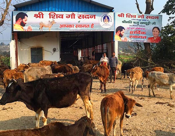 cow shelter by swami sudhir anand